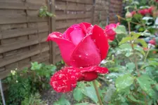 SAM_1583.webp