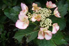 SAM_1584.webp