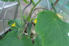 SAM_1586.webp