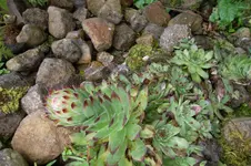 SAM_1594.webp