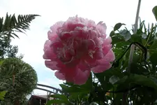 SAM_1596.webp