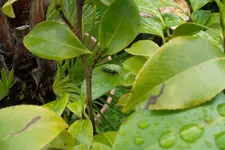 SAM_1598.webp