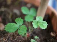 078.webp