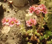 DSCI0751.webp