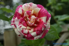 comp_DSC05134.webp