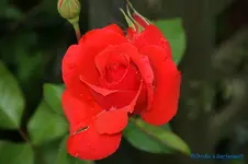 comp_DSC05135.webp