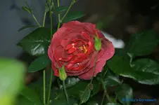 comp_DSC05136.jpg