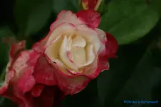 comp_DSC05137.jpg