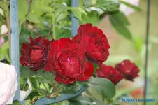 comp_DSC05138.webp