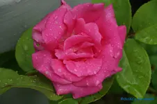 comp_DSC05140.jpg