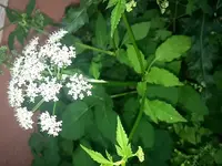 CAM00470.webp