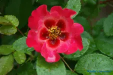 comp_DSC05141.webp