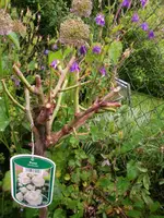 2016-06-13 Rosenhochstamm Discounter weiß2.webp