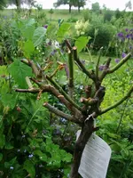 2016-06-13 Rosenhochstamm Discounter weiß3.webp