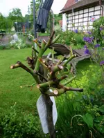 2016-06-13 Rosenhochstamm Discounter weiß4.webp