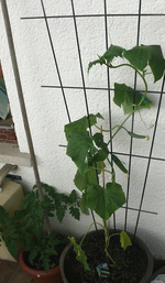 Gurken (3).webp