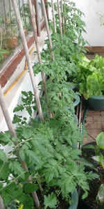 k-P1110436.webp