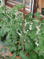 k-P1110440.JPG