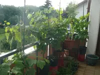 k-P1110442.webp