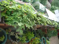 k-P1110445.webp