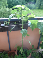 k-P1110443.webp