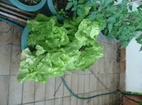 P1110446.webp