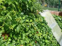 k-P1110391.webp