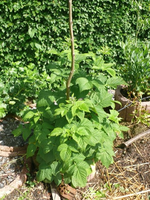 Himbeere (1).webp