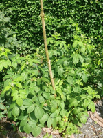Himbeere (2).webp