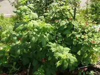 Himbeere (3).webp