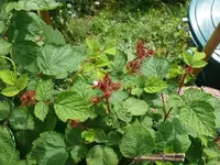 Himbeere (4).webp