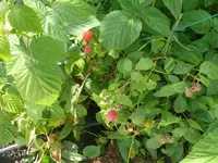 Himbeere (5).webp