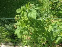 Himbeere (6).JPG