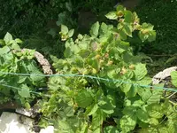 Himbeere (7).webp