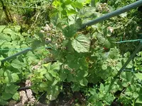 Himbeere (8).webp