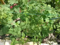 Himbeere (9).webp
