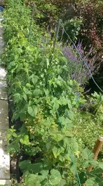 Himbeere (10).webp