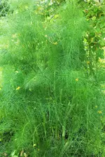 DSCF6343 (3).webp