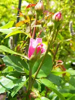 DSCN6474.webp