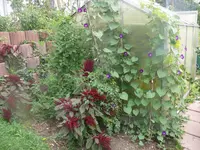 Hochebene amaranth prunkwinde.webp