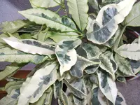 DSCF0043.webp