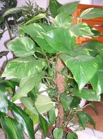 DSCF0045.webp