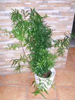 DSCF0046.webp