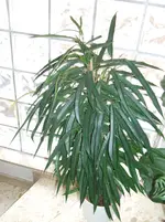 DSCF0048.webp