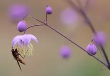 Wiesenraute_Schwebfliege_2.webp