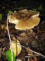 010_576x768.webp