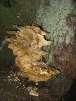 alter schwefelporling_576x768.webp