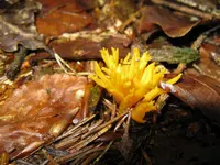 koralle_1024x768.webp