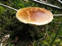 perlpilz_1024x768.webp