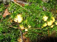 pfifferlinge_1024x768.webp